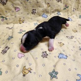 Bernedoodle and Goldendoodle Puppies from Doni Doodles