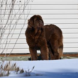 Newfoundland puppies from Bydand Newfoundlands & Whimsical Havanese
