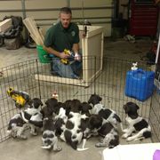 Small Munsterlander Pointer Puppies from Vom Eiswald Kleine Munsterlanders