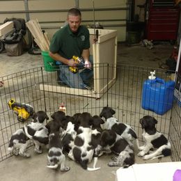 Small Munsterlander Pointer Puppies from Vom Eiswald Kleine Munsterlanders
