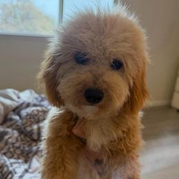 Honey - Poodle