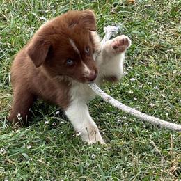 Eloise (RBF 2) - Red & white female Australian Shepherd puppy in Hubbard, Texas from Poston Paddock Aussies LLC