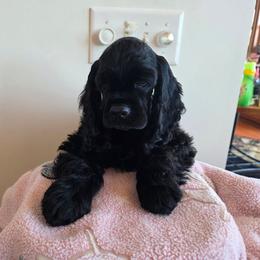 Banshee - Black female Cocker Spaniel puppy in Theodosia, Missouri from Show'NTail Cockers