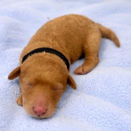 Edmund black collar - Apricot male Goldendoodle puppy in North Branch, Michigan from Graceful Miniature Goldendoodles