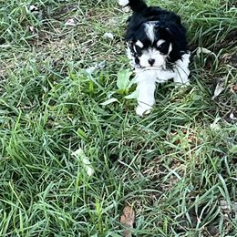 Maltipoo Puppies from ELIZABETH VENDLEY