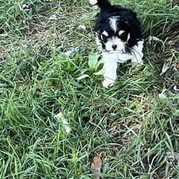 Maltipoo Puppies from ELIZABETH VENDLEY