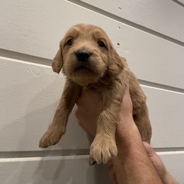 Goldendoodle Puppies from Our Golden Willow