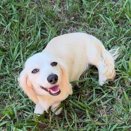 Pearl - Dachshund