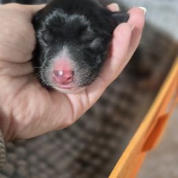 Australian Shepherd Puppies from Chaparro Farm