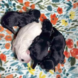 Lowchen puppies from Roman Reign Lowchen and Greater Swiss Mountain Dogs