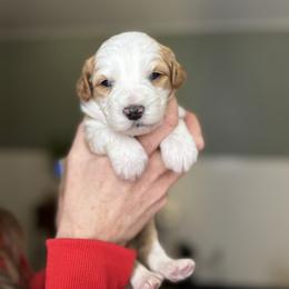 Gucci - female Australian Mountain Doodle puppy in Spanish Fork, Utah from Little Puppy Co.