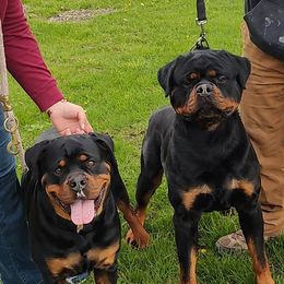 ILSA - Rottweiler