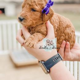 Dachshund, Goldendoodle, and Sheepadoodle Puppies from Doodles & Doxies