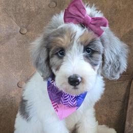 Bernedoodle and Goldendoodle Puppies from Ivey's Poodles & Doodles