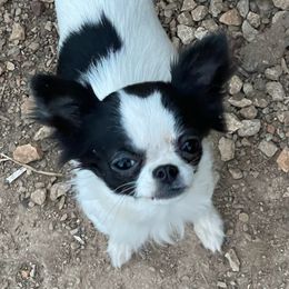 Lilo - Chihuahua