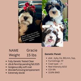 Gracie - Bernedoodle