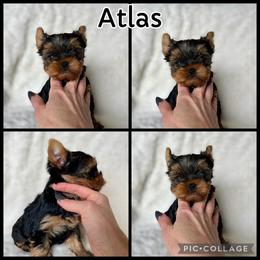 Atlas - Blue and gold male Yorkshire Terrier puppy in Kendallville, Indiana from Yorkies Kisses/Rusalka Siren Song