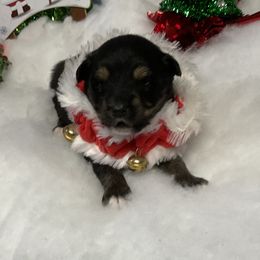 Oakley - Black tri male Miniature Australian Shepherd puppy in Signal Mountain, Tennessee from D & D Miniature and Toy Australian Sheppards