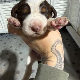 Allison - Tri-Roan female English Springer Spaniel puppy in Ogilvie, Minnesota from V.V. Berg Kennels