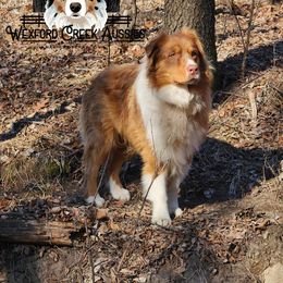 Jameson - Australian Shepherd