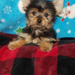 Shiba Inu and Yorkshire Terrier Puppies from Royal Kennels