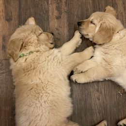 Golden Retriever Puppies from Rainy Day Goldens