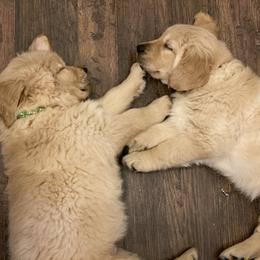 Golden Retriever Puppies from Rainy Day Goldens