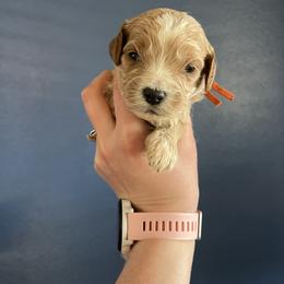 Orange - Parti male Goldendoodle puppy in Casper, Wyoming from 307 Doodles