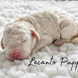 Xaden - Brown male Poodle puppy in Lecanto, Florida from Lecanto Puppy