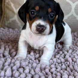 AKC Boy 2 - Piebald male Dachshund puppy in Joshua Tree, California from Desert Dreams Ranch