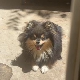 Boy 1 - Black parti male Pomeranian puppy in Riverside, California from Swans Nest Pomeranians (IG)