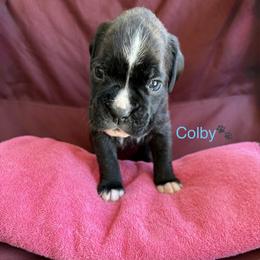 Boy 5 - Brindle male Boxer puppy in Cicero, New York from MK Boxer Haven of CNY