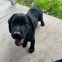Gryffindor - Black Labrador Retriever puppy in Eugene, Oregon from LakeHouse Labrador Retriever LLC