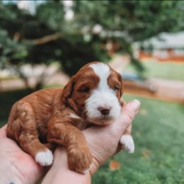 Ellie - Red  female Goldendoodle puppy in Austin, Texas from Cedarcrest Goldendoodles