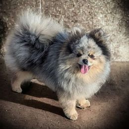 Valentino - Pomeranian