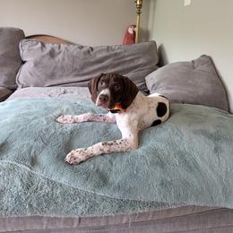 Gunner- Green - Liver and white male German Shorthaired Pointer puppy in Union Hall, Virginia from Rustic Creek Farms
