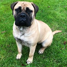 Bullmastiffs from Meisters Bullmastiff