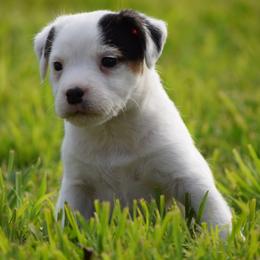 Domino - Tri-color male Jack Russell Terrier puppy in Menifee, California from Wendover Terriers