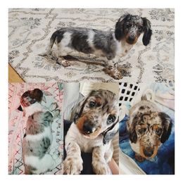 Dachshund Puppies from Dumbledore's AKC Mini Dachshunds