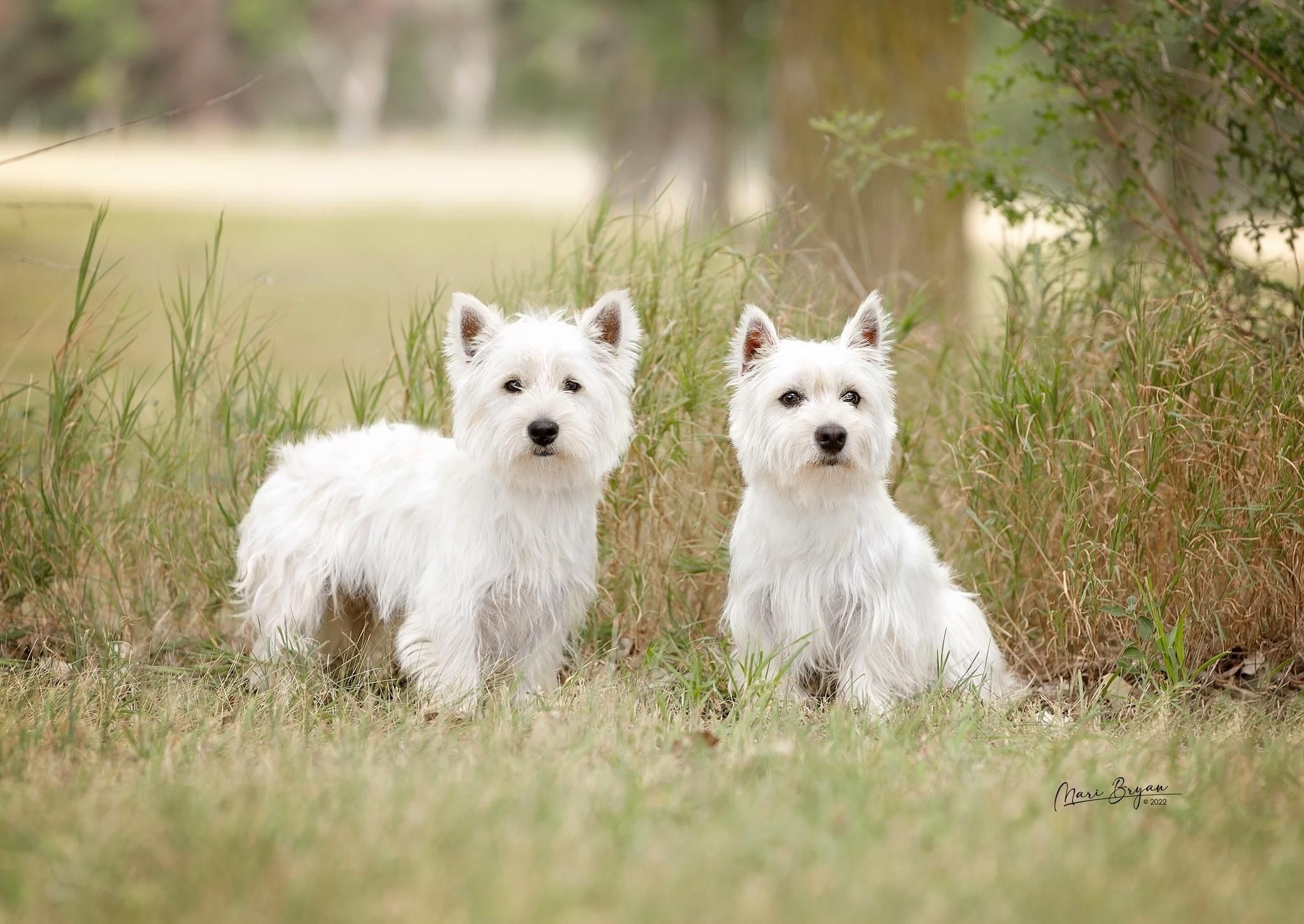 Two adult West Highland Terriers in grass 