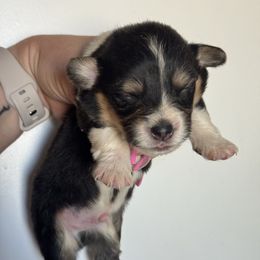 Poker - Black and tan male American Corgi puppy in East Oakdale, California from Rhettro Kennels