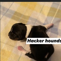 Basset Hound Puppies from Hacker hounds