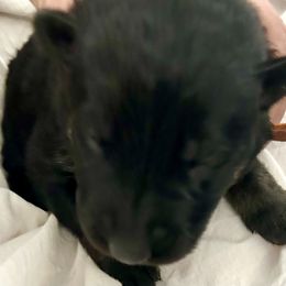 Girl 2 - Black and red female German Shepherd puppy in Rolesville, North Carolina from Ransomshire Shepherds