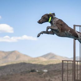 German Shorthaired Pointer All Grown Up from Kuhl Palmer Kennels