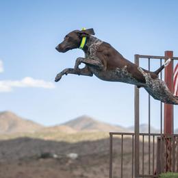 German Shorthaired Pointer All Grown Up from Kuhl Palmer Kennels