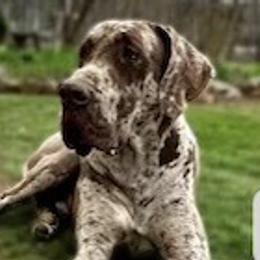 Danilo - Merle male Great Dane puppy in Ider, Alabama from Sand Mountain Danes LLC