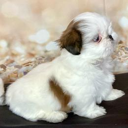 Casper - Gold and white male Shih Tzu puppy in Silver Lake, Oregon from Bling Shih Tzu