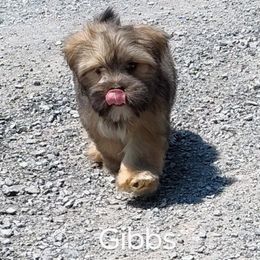 Gibbs - Brown male Lhasa Apso puppy in Jefferson, New York from Absolute Lhasa Love