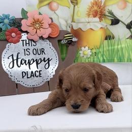 Pink Laika - Red  female Goldendoodle puppy in Cincinnati, Ohio from KSchott Kennels