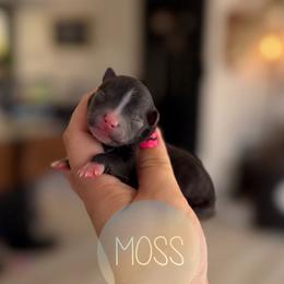 Moss - Fawn brindled black male Chihuahua puppy in Harrison, Michigan from Cloud9 Chihuahuas